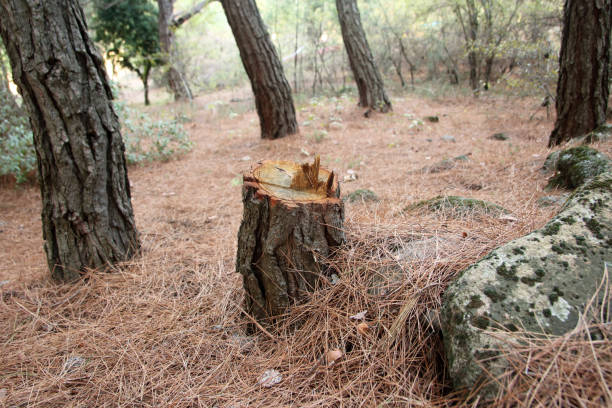 Best Hazardous Tree Removal  in Ashland, AL