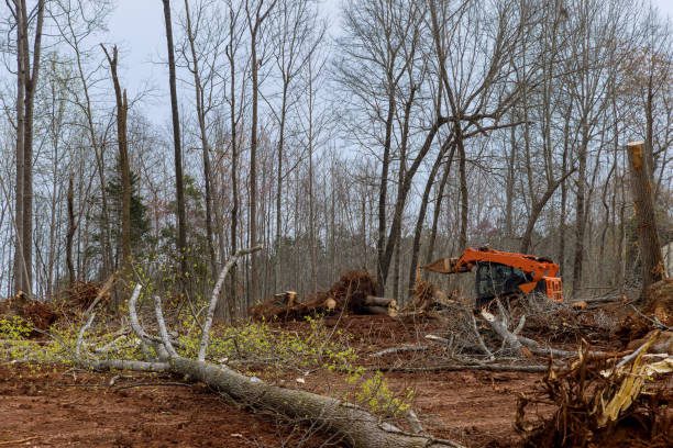 Best Commercial Tree Services  in Ashland, AL