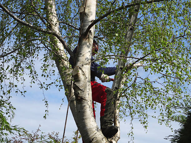 How Our Tree Care Process Works  in  Ashland, AL